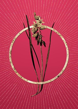 Gold Star of Bethlehem