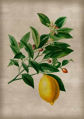 Vintage Lemon Art