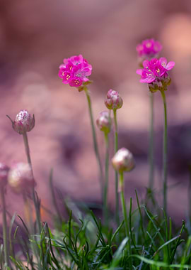 Garden with pink flowers