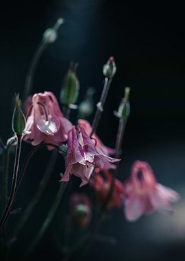 Pink blooming columbines
