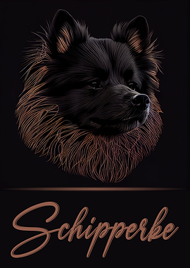 Elegant Schipperke