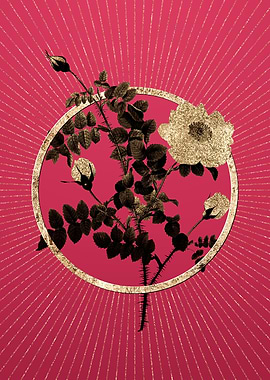 Gold White Burnet Roses