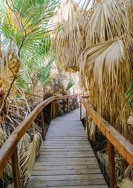 Palm Trees Hiking Trail