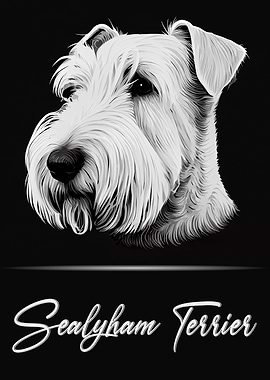 Adorable Sealyham Terrier