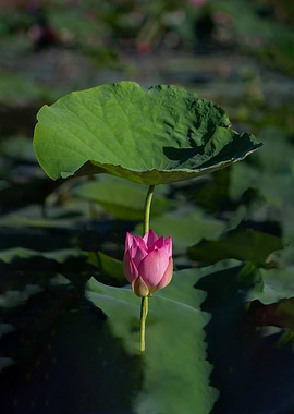 lotus