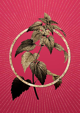 White Dead Nettle Plant