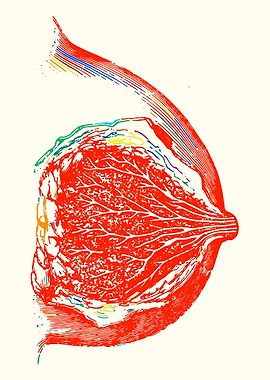 Breast Anatomy