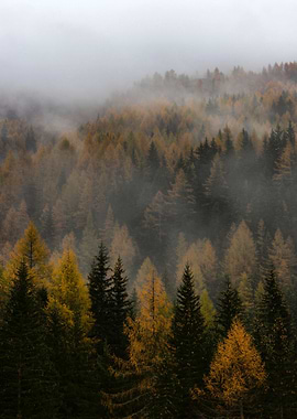 Foggy Forest Nature
