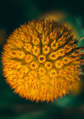 Macro flower photo