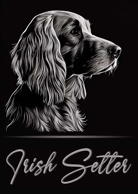 Elegant Irish Setter