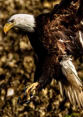 Up Close Bald Eagle