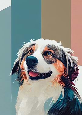 Australian Shepherd 3