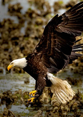 Bald Eagle Majesty