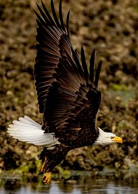 Determined Bald Eagle