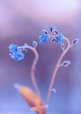 Blue blooming forgetmenots