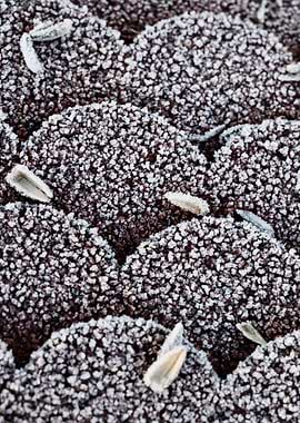 Frozen seeds on a roof