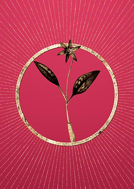 Viva Magenta Erythronium