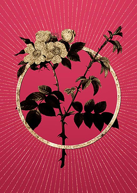 White Rose on Viva Magenta