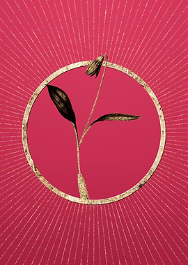 Viva Magenta Erythronium