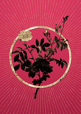 Gold White Downy Rose