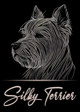 Adorable Silky Terrier
