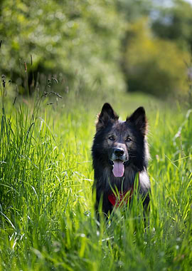 German Shepherd in summer
