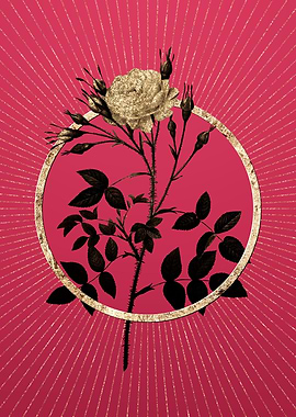 White Rose of Rosenberg