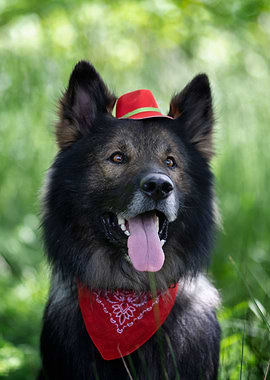 German Shepherd in meadow