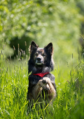 German Shepherd in meadow