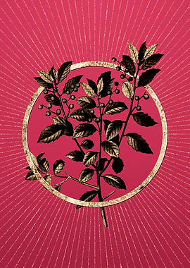 Viva Magenta Evergreen Oak