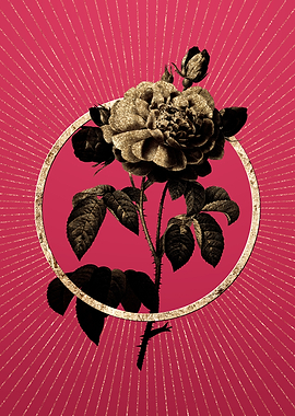 Duchess of Orleans Rose