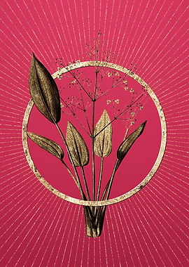 European Water Plantain