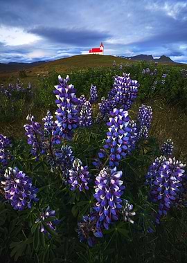 Lupine Flowers in Iceland