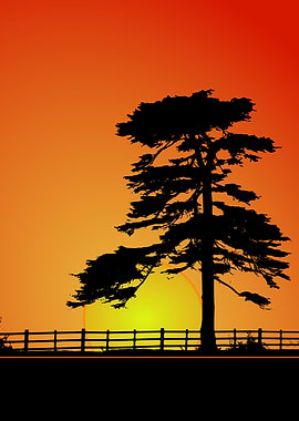 Sunset and Old Tree