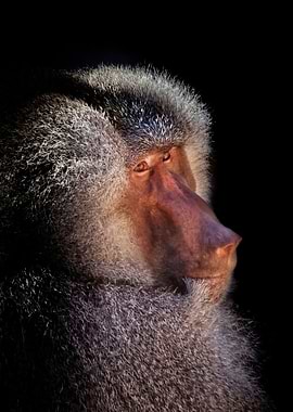 Portrait of a Baboon