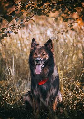 German Shepherd in forest