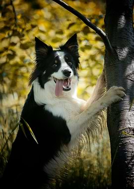 Border collie in forest