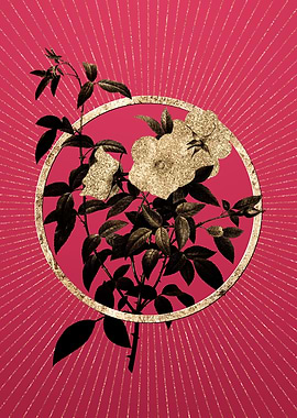 Gold White Rose of Snow