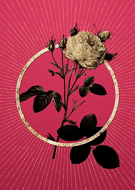 Gold White Provence Rose