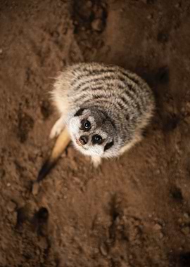 Meerkat