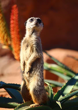 Meerkat