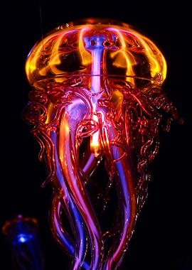 Jellyfish