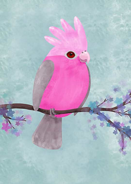 Galah cockatoo