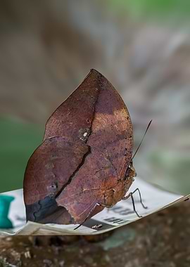 Dead Leaf Butterfly
