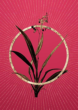 Viva Magenta Flax Lilies