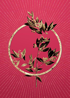 Fontanesia Phillyreoides