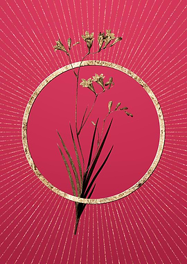 Freesia on Viva Magenta