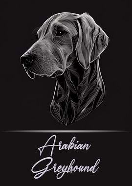 Arabian Greyhound