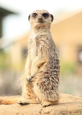 suricate
