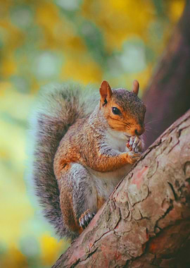 SQUIRREL